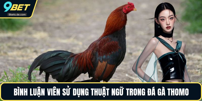 Bình luận viên sử dụng thuật ngữ chuyên ngành trong đá gà thomo 