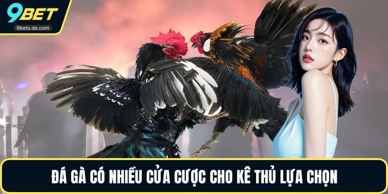 Đá gà có nhiều cửa cược cho kê thủ lựa chọn