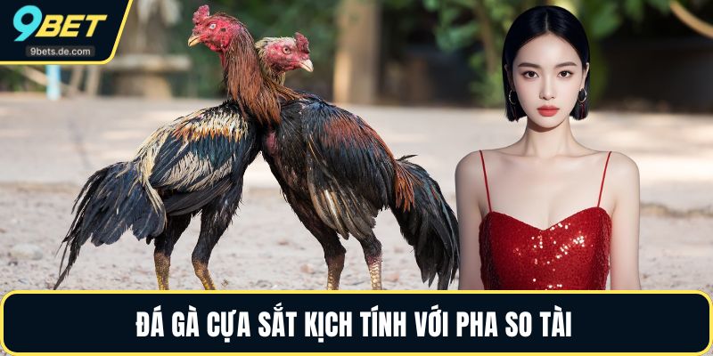 Đá gà cựa sắt kịch tính với pha so tài