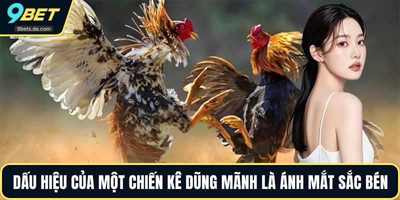 Dấu hiệu của một chiến kê dũng mãnh là ánh mắt sắc bén