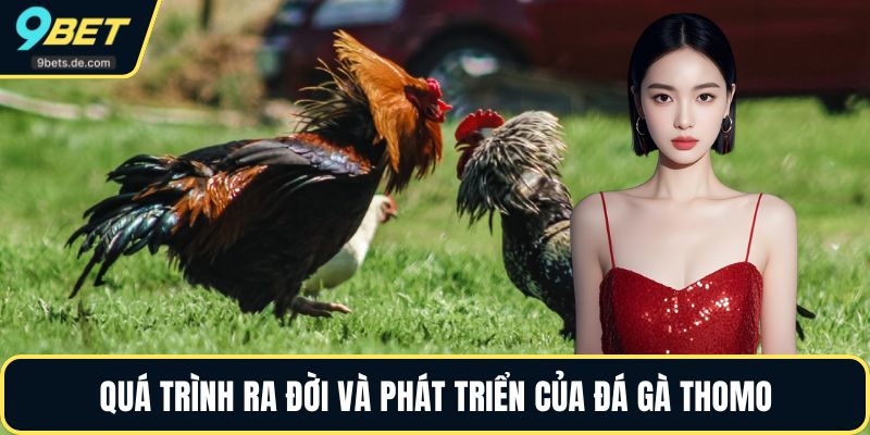 Quá trình ra đời và phát triển của đá gà Thomo